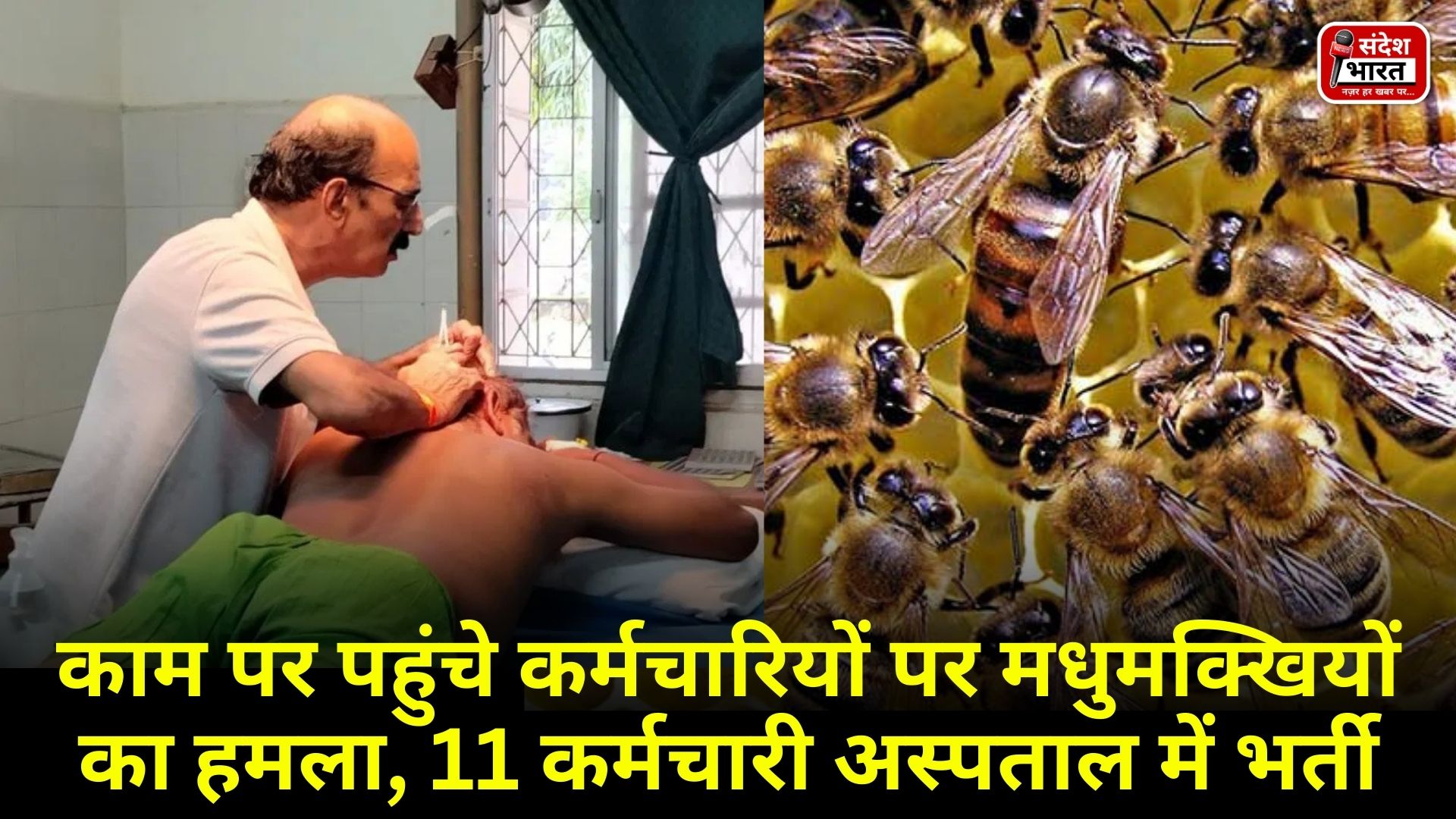 काम पर पहुंचे कर्मचारियों पर मधुमक्खियों का हमला, 11 कर्मचारी अस्पताल में भर्ती