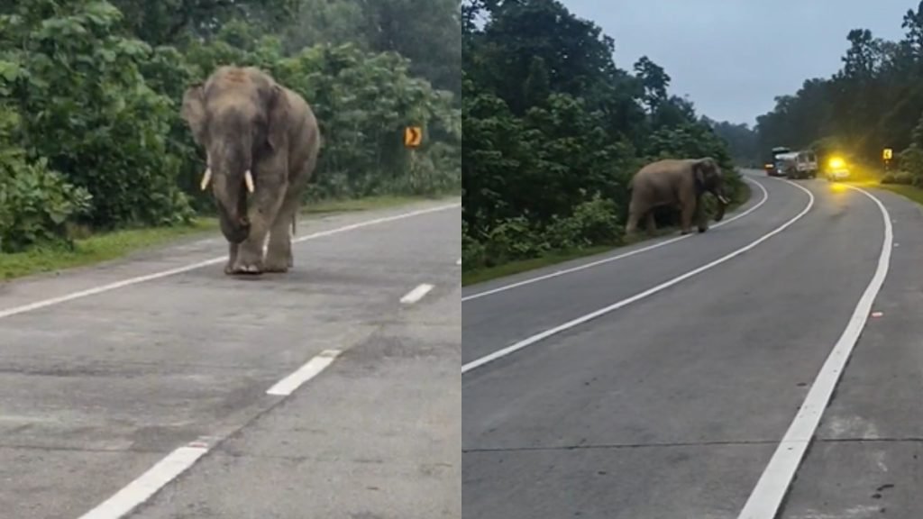 कटघोरा: NH-130 पर दंतैल हाथी से दहशत, हाईवे पर लगा लंबा जाम