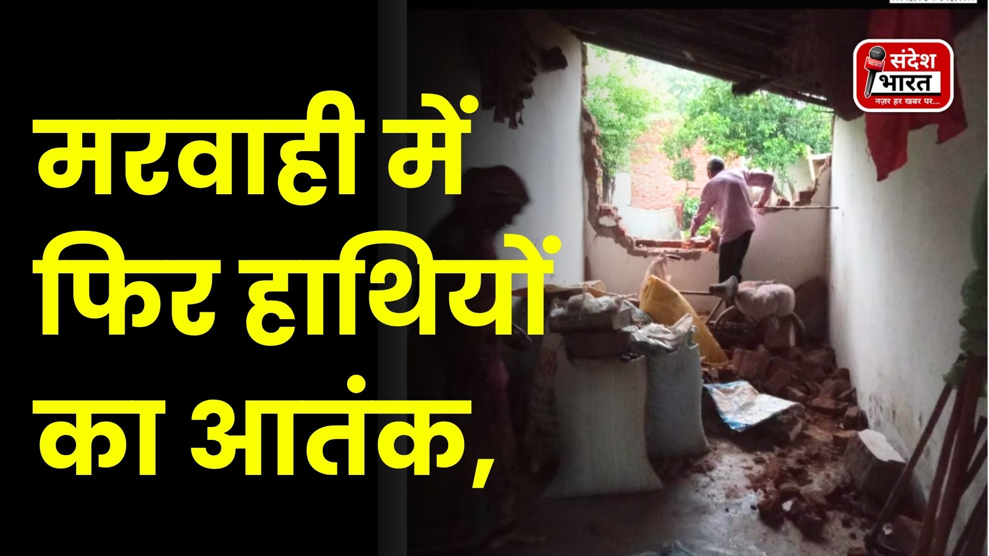 मरवाही में फिर हाथियों का आतंक, गांवों में दहशत; निगरानी और मुनादी के बीच स्थायी समाधान पर सवाल