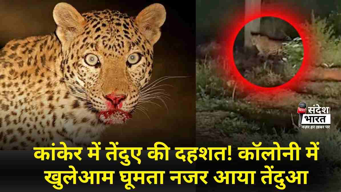 कांकेर में तेंदुए की दहशत! कॉलोनी में खुलेआम घूमता नजर आया तेंदुआ